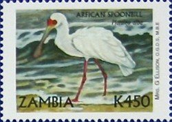 Colnect-488-967-African-Spoonbill-Platalea-alba.jpg