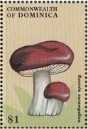 Colnect-3226-455-Russula-xerampelina.jpg