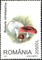 Colnect-758-183-Russula-xerampelina.jpg