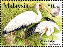 Colnect-1435-719-Milky-Stork-Mycteria-cinerea.jpg