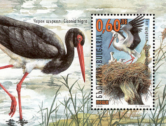 Colnect-1780-752-White-Stork-Ciconia-ciconia-.jpg