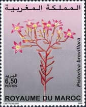 Colnect-2728-996-Pistorica-breviflora.jpg