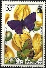 Colnect-3039-640-Amethyst-Hairstreak-Chlorostrymon-maesites.jpg