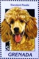 Colnect-4581-351-Standard-poodle.jpg