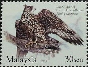 Colnect-5414-661-Crested-Honey-Buzzard.jpg