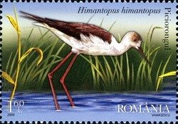 Colnect-763-030-Black-winged-Stilt%C2%A0Himantopus-himantopus.jpg