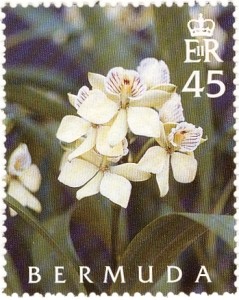 Colnect-799-403-Prosthechea-fragrans.jpg