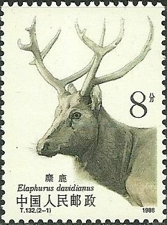 Colnect-1480-067-Pere-David--s-Deer-Elaphurus-davidianus.jpg