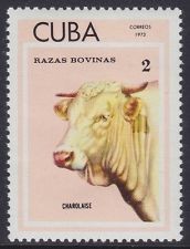 Colnect-1623-655-Charolais-Bos-primigenius-taurus.jpg