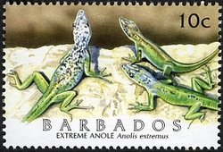 Colnect-1756-304-Barbados-Anole-Anolis-extremus.jpg