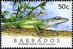 Colnect-1756-305-Barbados-Anole-Anolis-extremus.jpg