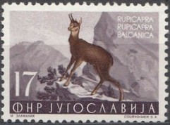 Colnect-2697-292-Chamois-Rupicapra-rupicapra.jpg