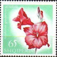 Colnect-452-946-Gladiolus-Gladiolus-gandavensis.jpg