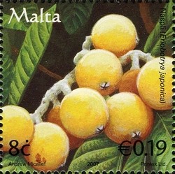 Colnect-657-670-loquats-Eriobotrya-japonica.jpg