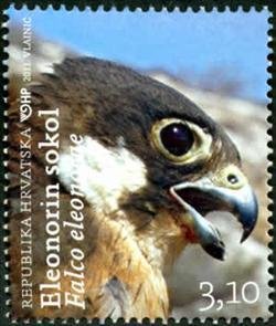 Colnect-692-045-Eleonora-s-Falcon-Falco-eleonorae.jpg