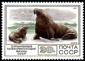 Colnect-832-759-Walrus-Odobenus-rosmarus.jpg