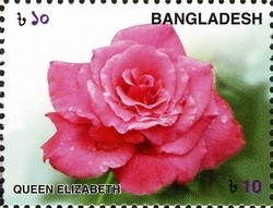 Colnect-958-929-Roses---Queen-Elizabeth.jpg