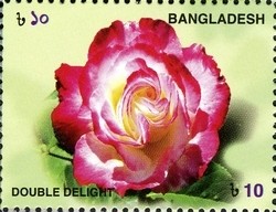 Colnect-958-933-Roses---Double-Delight.jpg