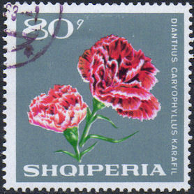 Colnect-976-213-Dianthus-caryophyllus-karafil.jpg