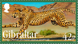 Colnect-2165-655-Cheetah-Acinonyx-jubatus.jpg