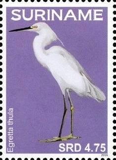 Colnect-4204-528-Egretta-thula-Snowy-Egret.jpg