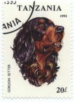 Colnect-1080-276-Gordon-Setter-Canis-lupus-familiaris.jpg