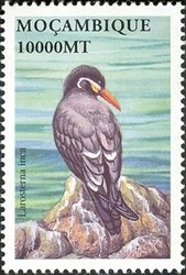 Colnect-1486-292-Inca-Tern-Larosterna-inca.jpg