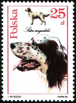 Colnect-1968-057-English-Setter-Canis-lupus-familiaris.jpg