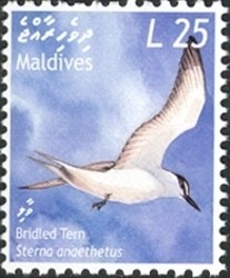 Colnect-961-874-Bridled-Tern-Sterna-anaethetus.jpg