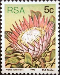 King-protea-Protea-cynaroides.jpg