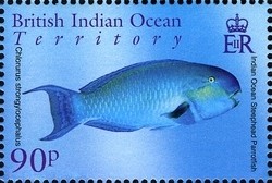 Colnect-1425-663-Heavyback-Parrotfish-Scarus-strongylocephalus-.jpg