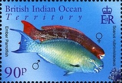 Colnect-1425-664-Ember-Parrotfish-Scarus-rubroviolaceus.jpg