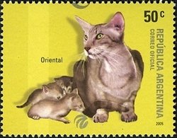 Colnect-1288-031-Oriental-Shorthair-Felis-silvestris-catus.jpg