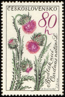 Colnect-441-021-Nodding-thistle-Carduus-nutans.jpg