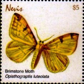 Colnect-5164-951-Opisthograptis-luteolata.jpg