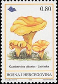 Colnect-564-021-Cantharellus-cibarius.jpg