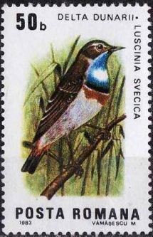 Colnect-743-422-White-spotted-Bluethroat-Luscinia-svecica-cyanecula.jpg