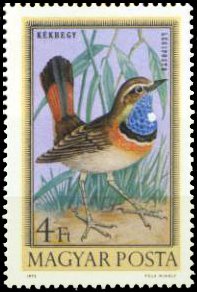 Colnect-893-978-White-spotted-Bluethroat-Luscinia-svecica-cyanecula.jpg