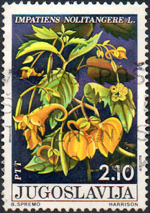 Colnect-1194-736-Impatiens-Nolitangere-L.jpg