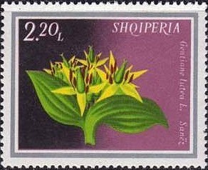 Colnect-1435-985-Gentian-Gentiana-lutea.jpg