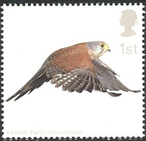 Colnect-1800-081-Common-Kestrel-Falco-tinnunculus-with-Wings-partly-extende.jpg