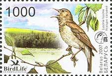 Colnect-191-641-Thrush-Nightingale-Luscinia-luscinia.jpg