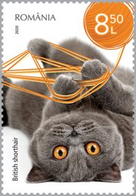 Colnect-6480-917-British-Shorthair-Cat.jpg