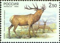 Colnect-781-278-Manchurian-Wapiti-Cervus-elaphus-xanthopygus.jpg