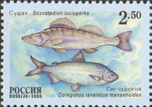 Colnect-790-855-Zander-Stizostedion-lucioperca.jpg