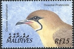 Colnect-961-804-Oriental-Pratincole-Glareola-maldivarum.jpg