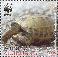 Colnect-190-288-Horsfield--s-Tortoise-Testudo-horsfieldii.jpg