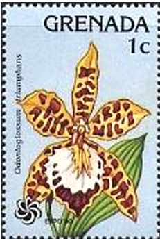 Colnect-2414-501-Odontoglossum-triumphans.jpg