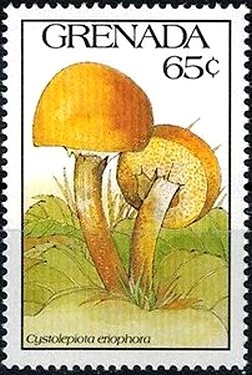 Colnect-2942-977-Cystolepiota-eriophora.jpg