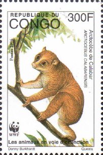 Colnect-4194-057-Calabar-Potto-Arctocebus-calabarensis.jpg